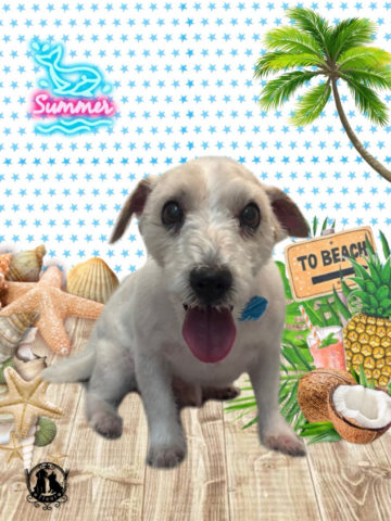 ジャックラッセルテリア