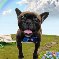 フレンチブルドッグ