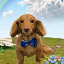 ミニチュアダックス