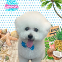 ビションフリーゼ