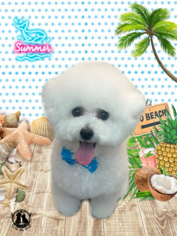 ビションフリーゼ