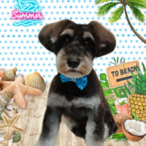 ミニチュアシュナウザー