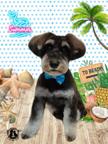 ミニチュアシュナウザー