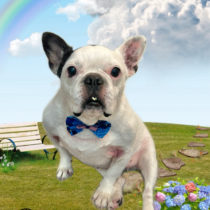 フレンチブルドッグ