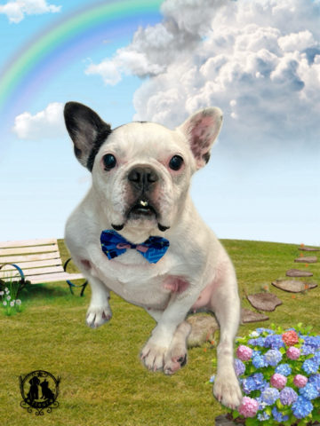 フレンチブルドッグ