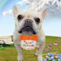 フレンチブルドッグ