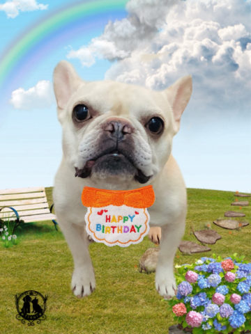 フレンチブルドッグ