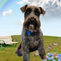 ミニチュアシュナウザー