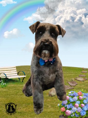 ミニチュアシュナウザー