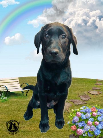 ラブラドールレトリバー