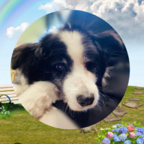 ボーダーコリー