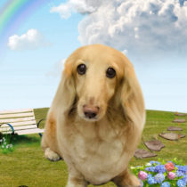 ミニチュアダックス