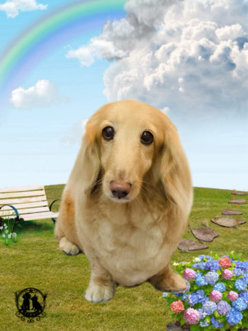 ミニチュアダックス