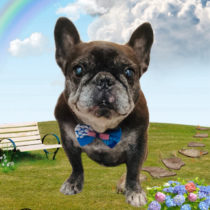 フレンチブルドッグ