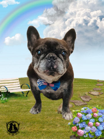 フレンチブルドッグ