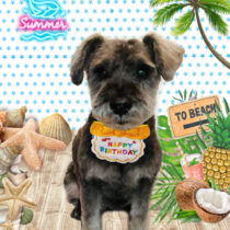 ミニチュアシュナウザー