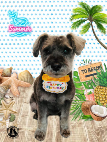 ミニチュアシュナウザー