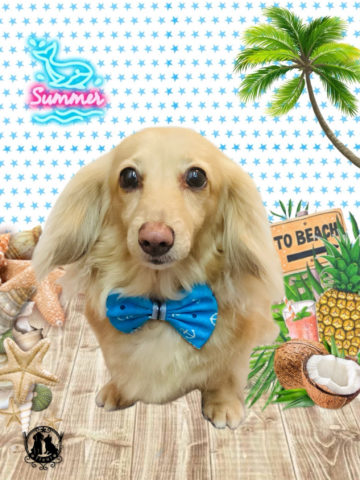 ミニチュアダックス