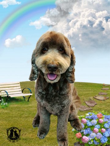 オーストラリアンラブラドゥードル