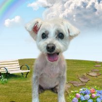 ミニチュアシュナウザー