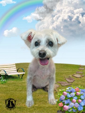 ミニチュアシュナウザー