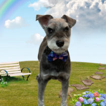 ミニチュアシュナウザー