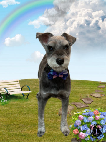 ミニチュアシュナウザー