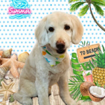 オーストラリアンラブラドゥードル