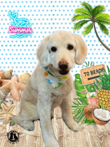 オーストラリアンラブラドゥードル