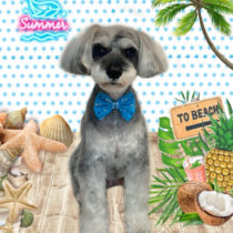 ミニチュアシュナウザー