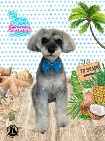 ミニチュアシュナウザー