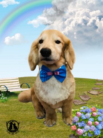 ミニチュアダックス