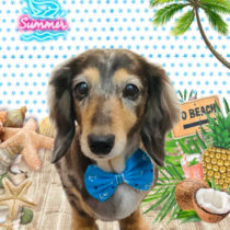 ミニチュアダックス