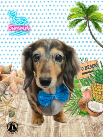 ミニチュアダックス