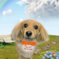 ミニチュアダックス