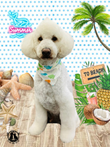 ゴールデンドゥードル