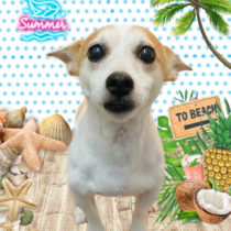 ジャックラッセルテリア