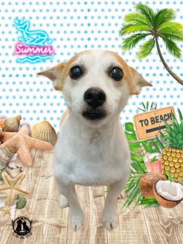 ジャックラッセルテリア