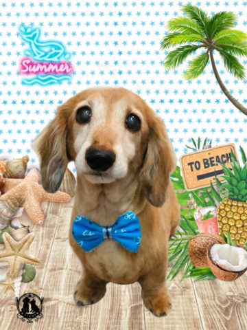 ミニチュアダックス