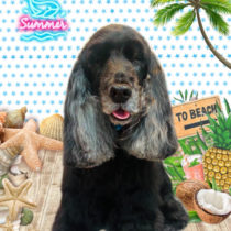 イングリッシュコッカースパニエル