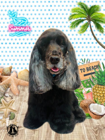 イングリッシュコッカースパニエル