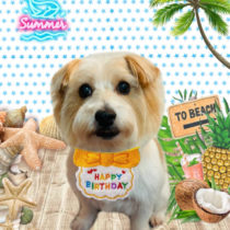 ジャックラッセルテリア