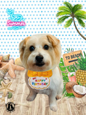 ジャックラッセルテリア