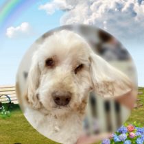 オーストラリアンラブラドゥードル