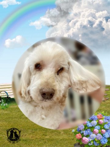 オーストラリアンラブラドゥードル