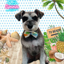 ミニチュアシュナウザー