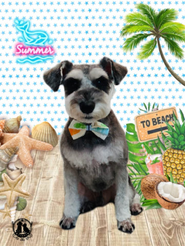 ミニチュアシュナウザー