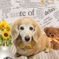 ミニチュアダックス