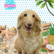 ミニチュアダックス