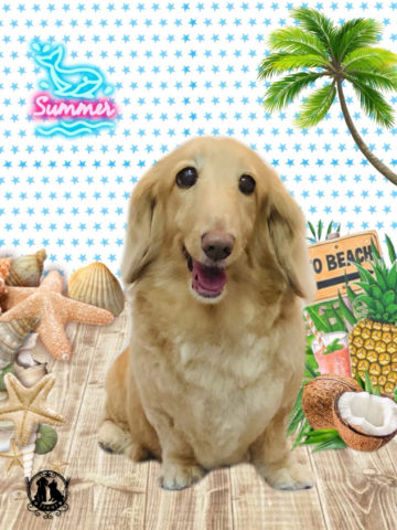 ミニチュアダックス